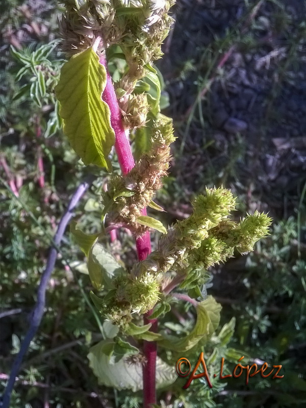 Amaranthus retroflexus.03