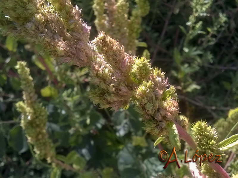 Amaranthus retroflexus.04