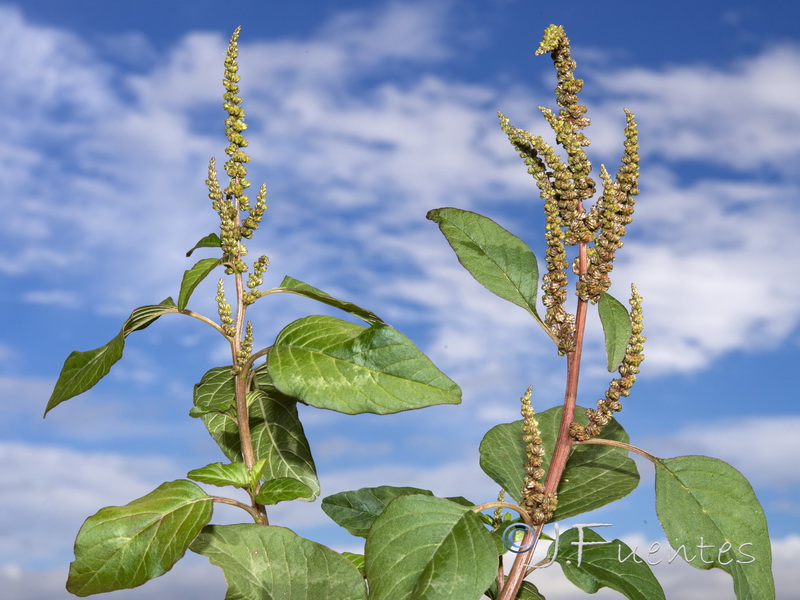 Amaranthus viridis.01