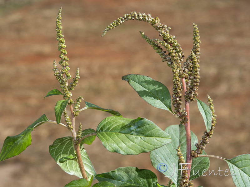 Amaranthus viridis.02