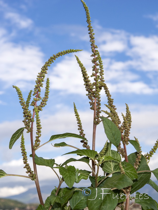 Amaranthus viridis.03