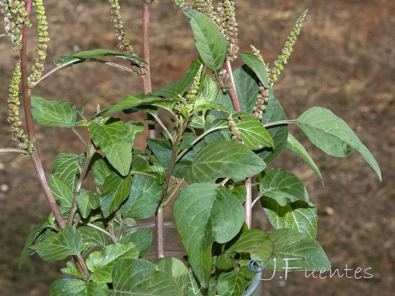 Amaranthus viridis.04