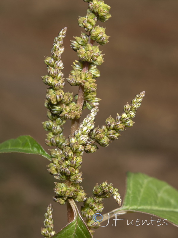 Amaranthus viridis.05