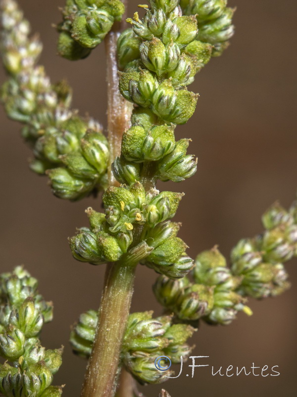 Amaranthus viridis.06