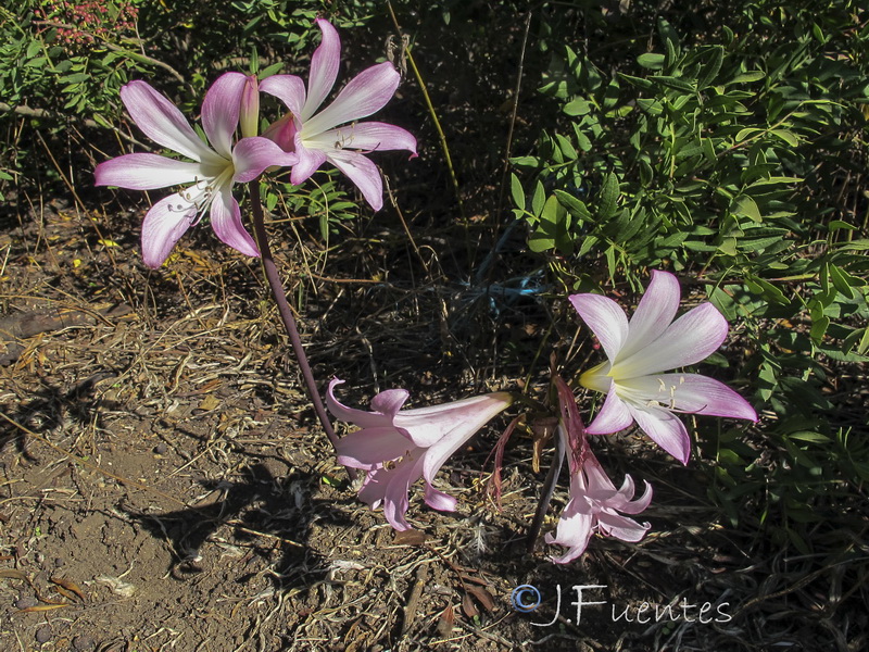 Amaryllis belladonna.02
