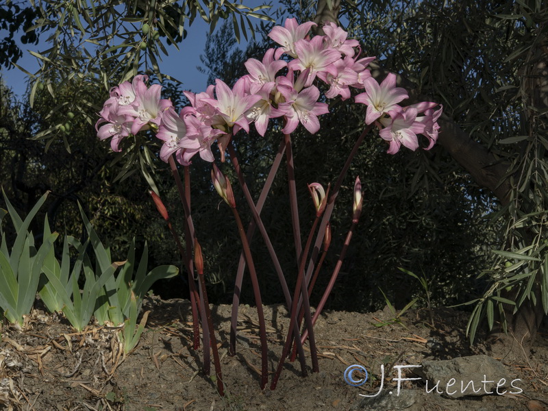 Amaryllis belladonna.05