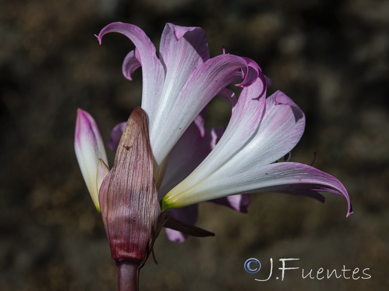 Amaryllis belladonna.06