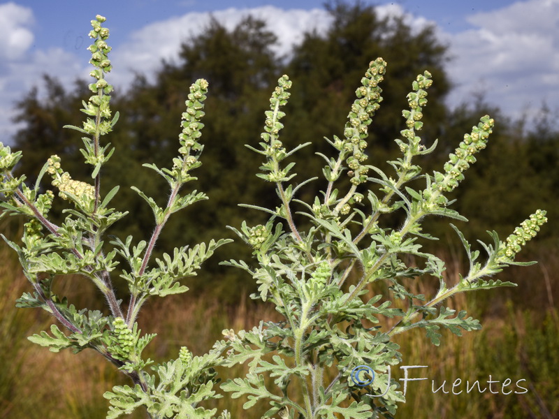 Ambrosia maritima.01