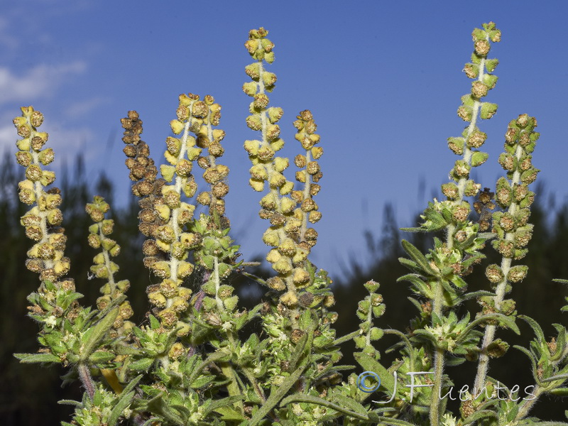 Ambrosia maritima.02