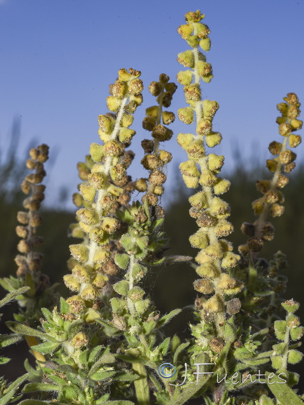 Ambrosia maritima.05