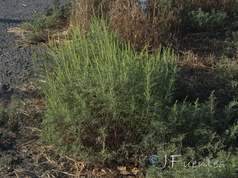 Ambrosia tenuifolia.01