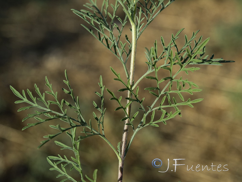 Ambrosia tenuifolia.03