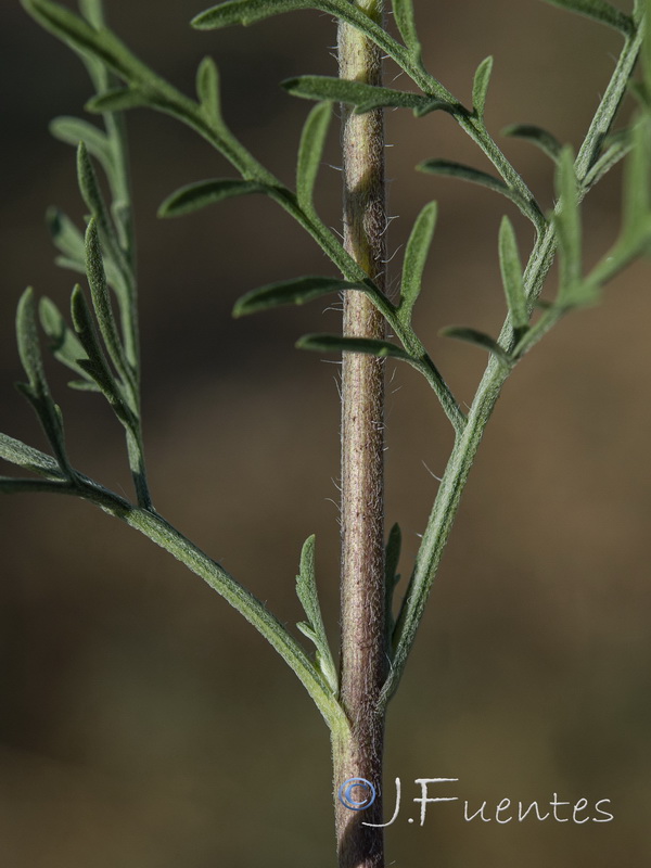 Ambrosia tenuifolia.04
