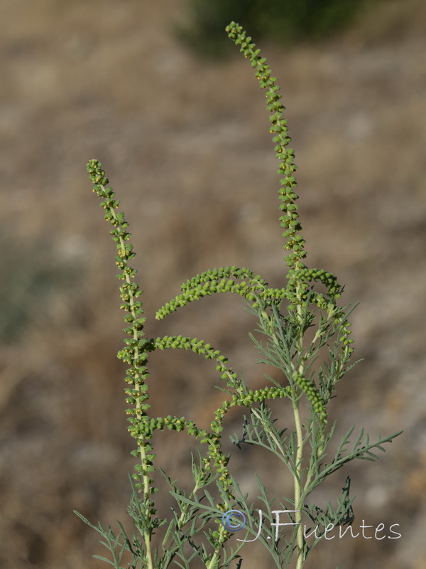 Ambrosia tenuifolia.07