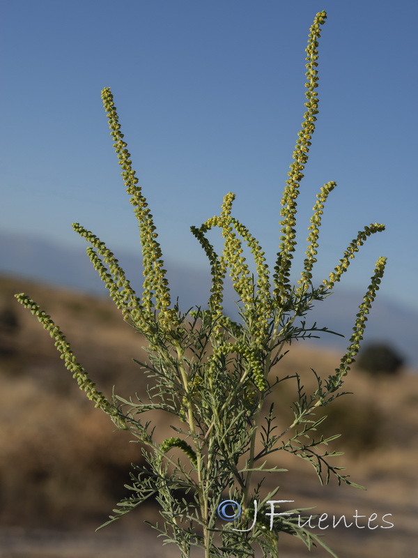 Ambrosia tenuifolia.09