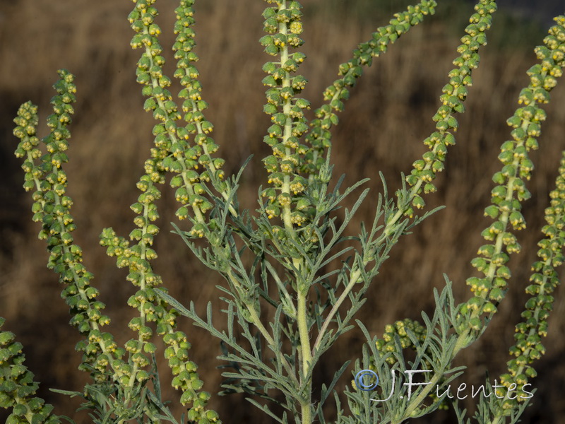 Ambrosia tenuifolia.10