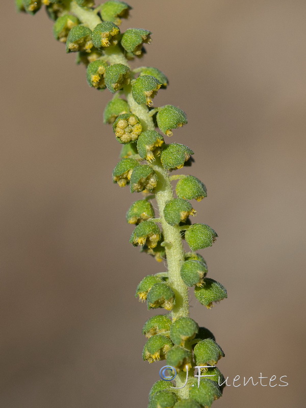 Ambrosia tenuifolia.12
