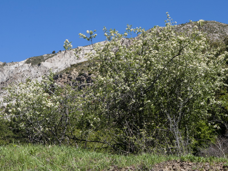 Amelanchier ovalis.19