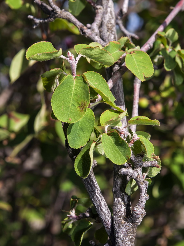 Amelanchier ovalis.04
