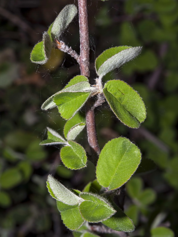 Amelanchier ovalis.05
