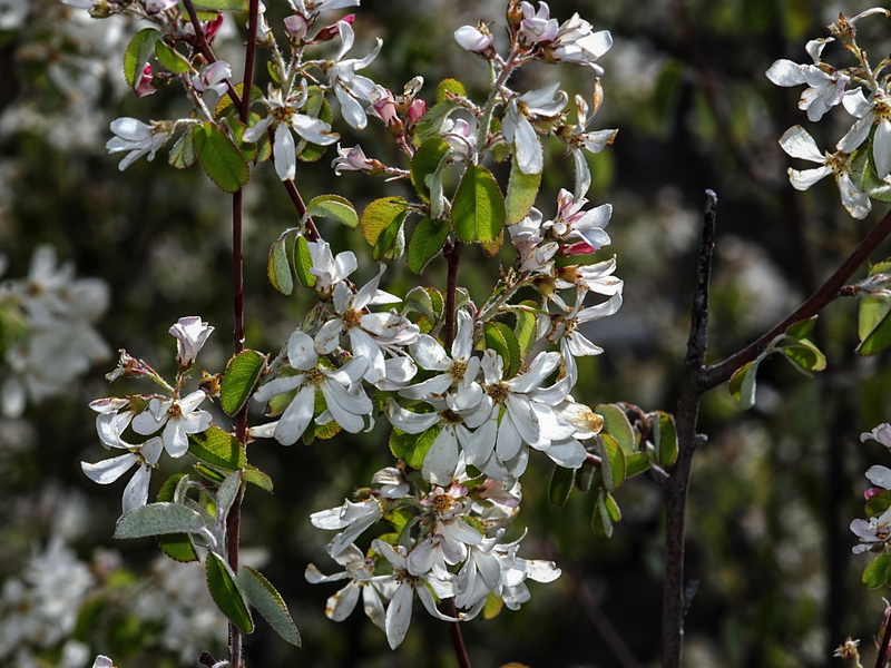 Amelanchier ovalis.10