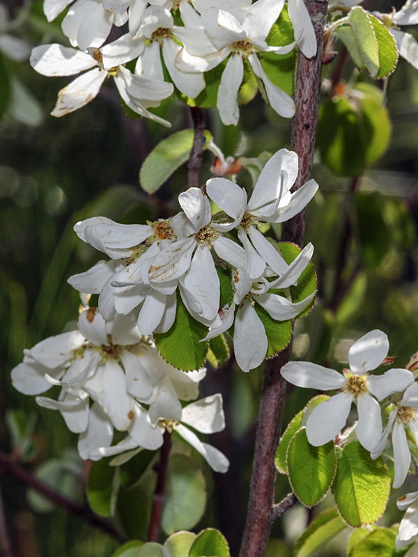 Amelanchier ovalis.11