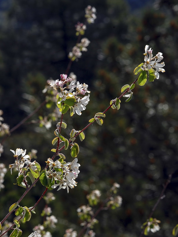 Amelanchier ovalis.12