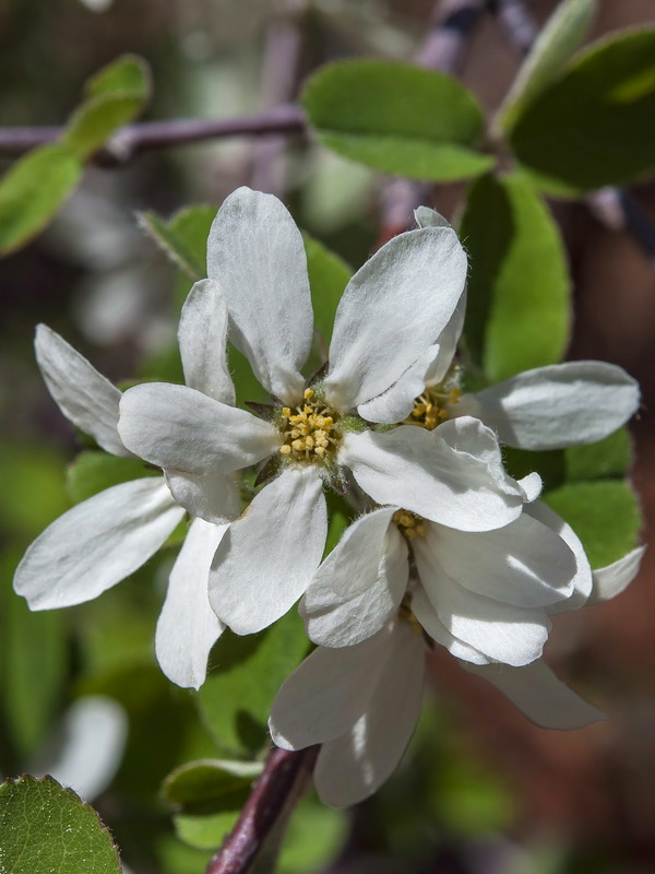 Amelanchier ovalis.14