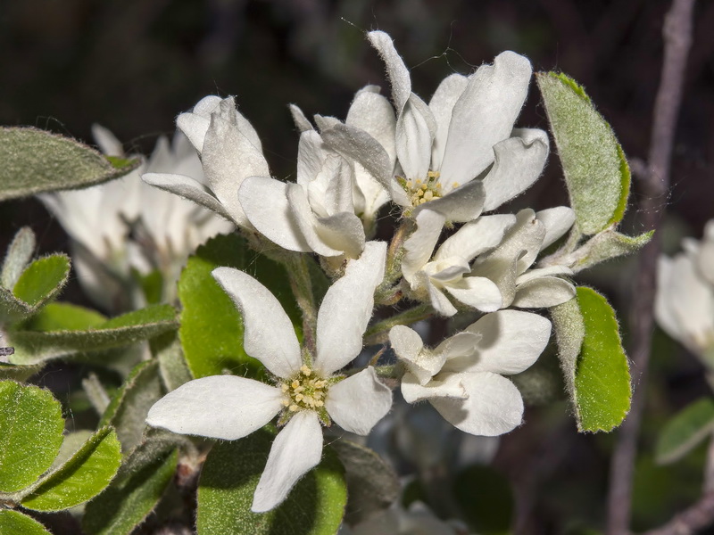 Amelanchier ovalis.15