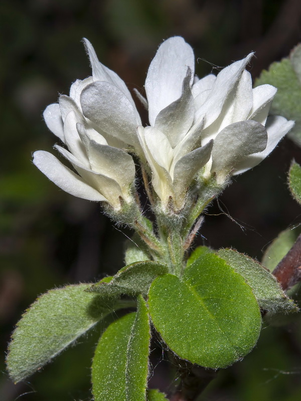 Amelanchier ovalis.17