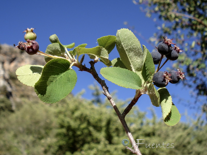 Amelanchier ovalis.21