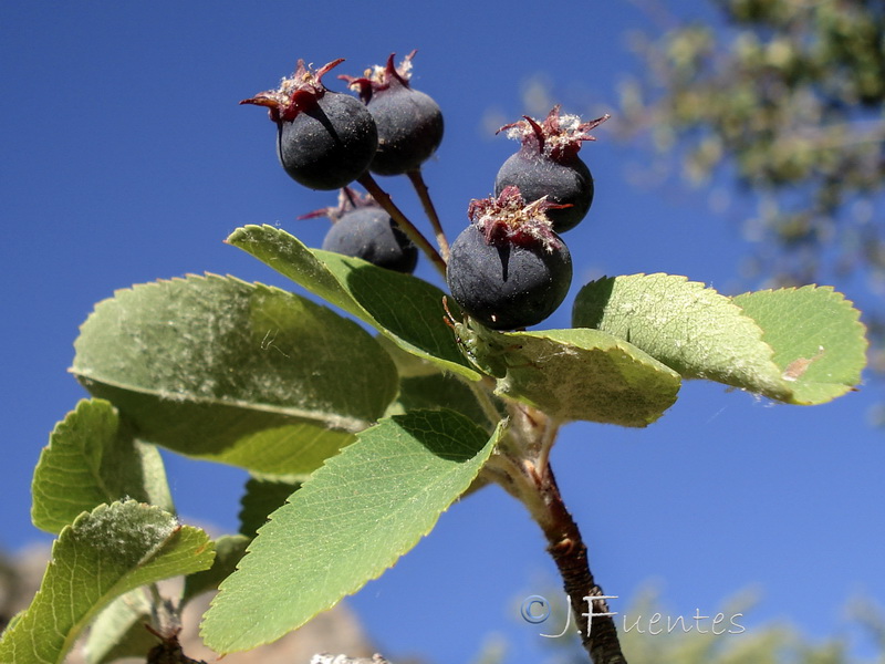 Amelanchier ovalis.22