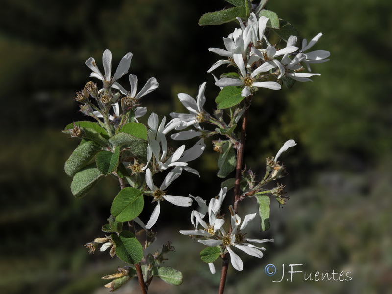 Amelanchier ovalis.28