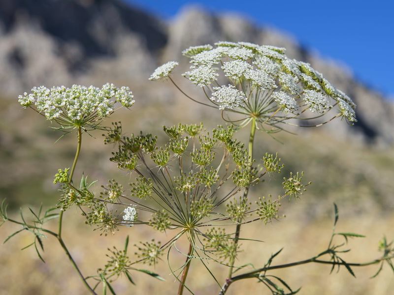 Ammi majus.01