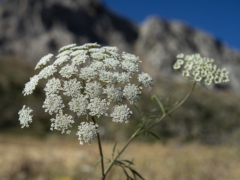 Ammi majus.02