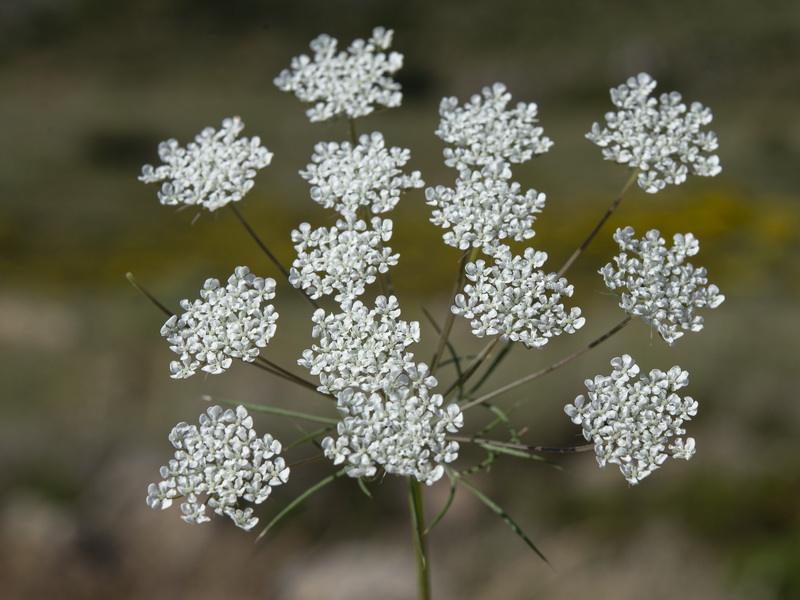 Ammi majus.05