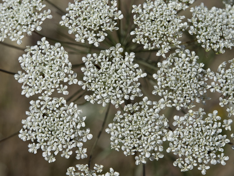 Ammi majus.08