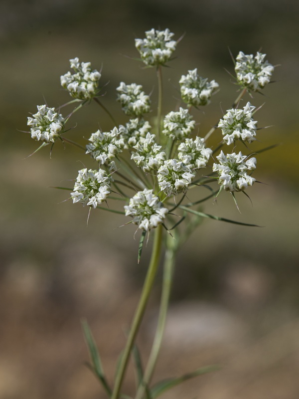 Ammi majus.09