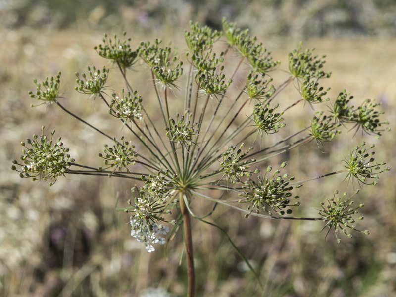 Ammi majus.12