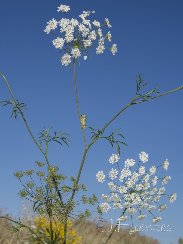 Ammi majus.15