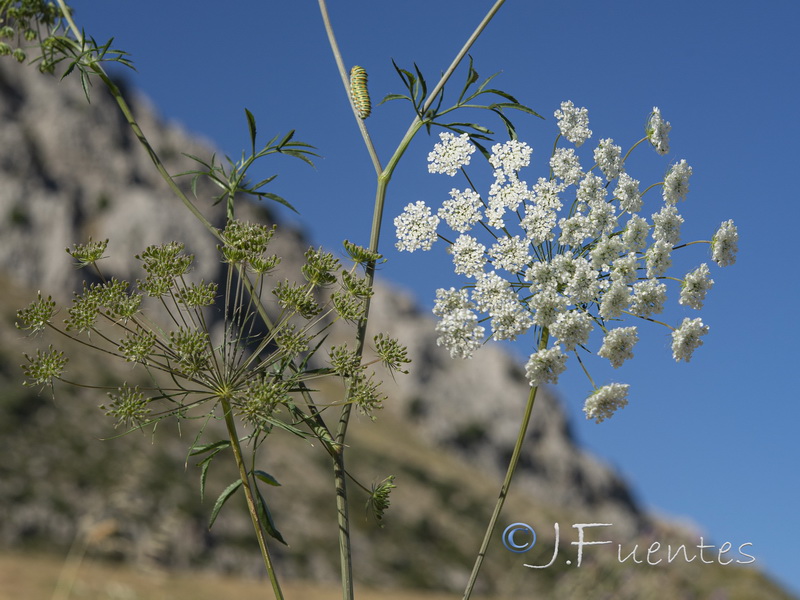 Ammi majus.16