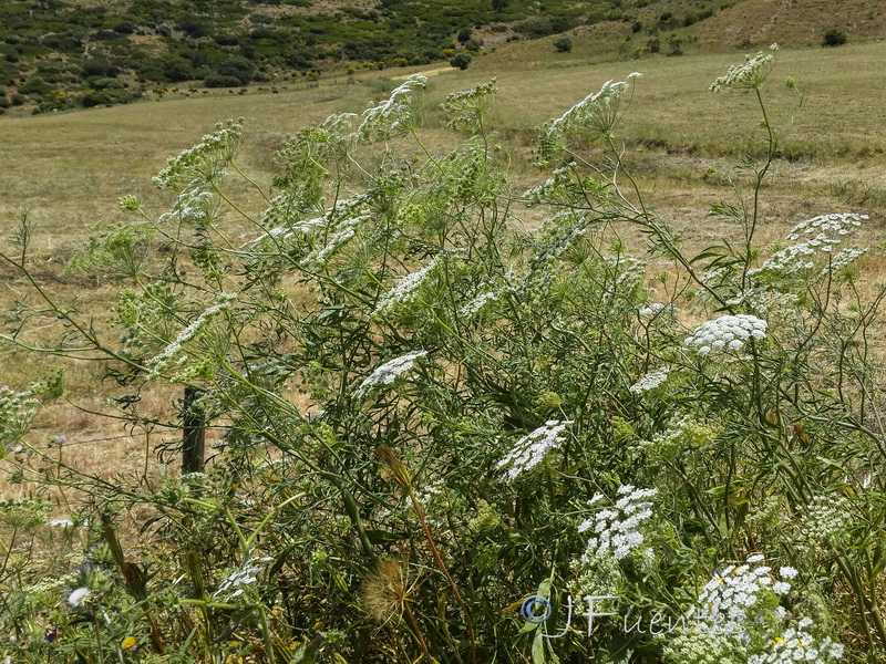 Ammi visnaga.01