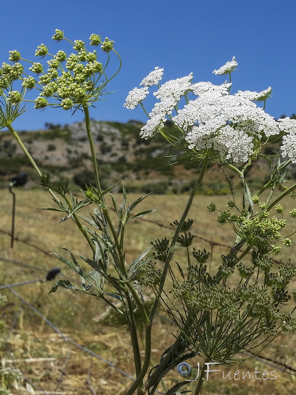 Ammi visnaga.06