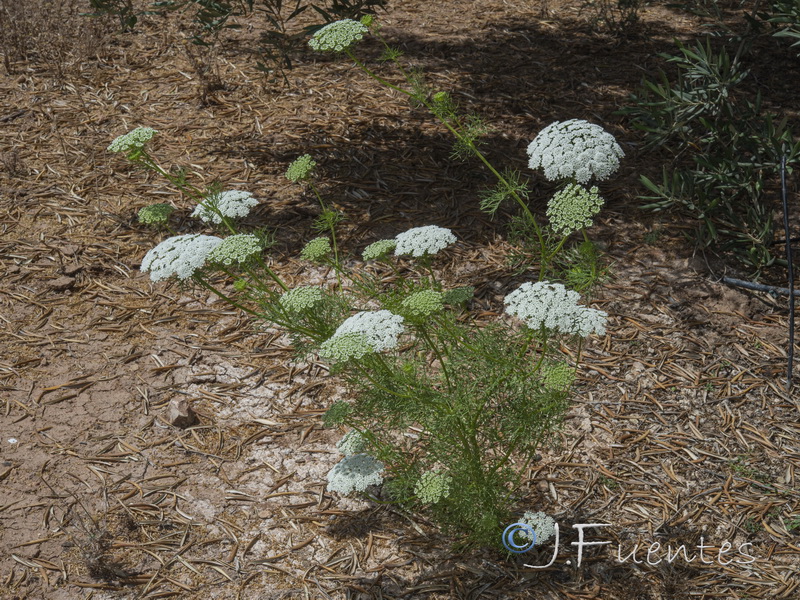 Ammi visnaga.08
