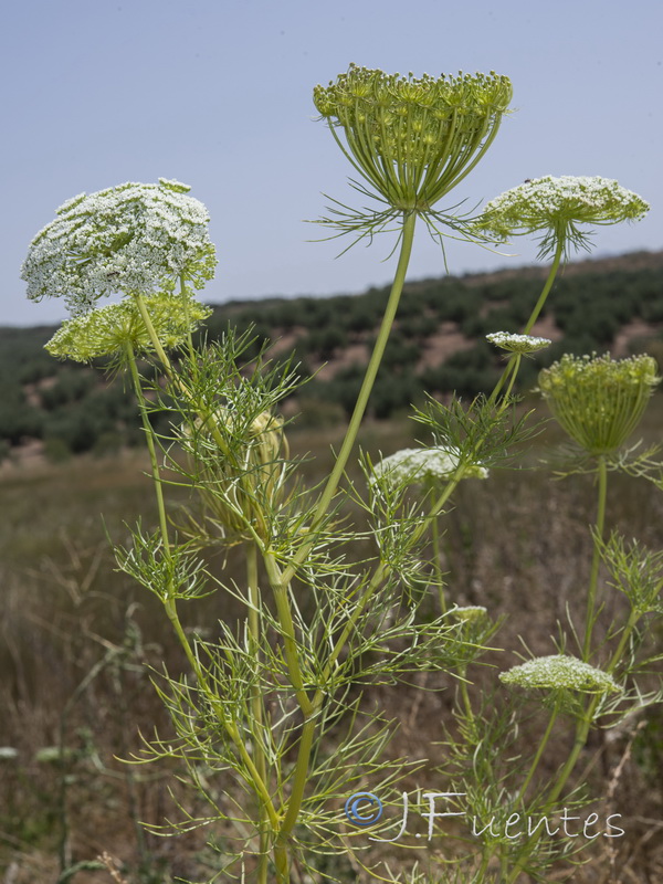 Ammi visnaga.09