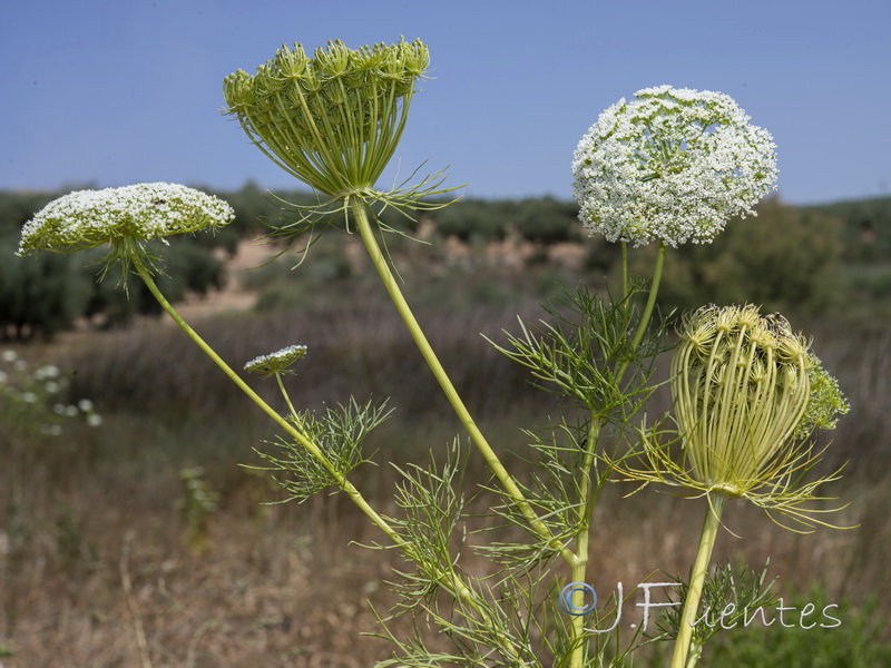 Ammi visnaga.10