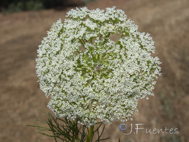Ammi visnaga.11