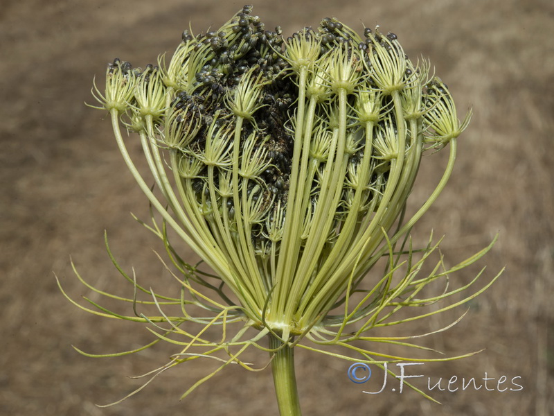 Ammi visnaga.12
