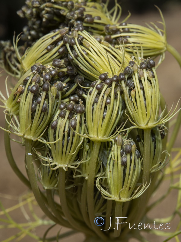 Ammi visnaga.13