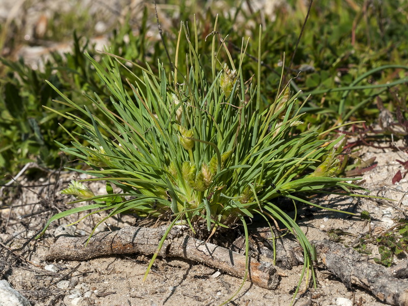 Ammochloa palaestina.01